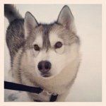Max_siberianhusky - @maximus_allen - Instagram
