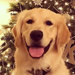 Maximus Arnold the Golden Pup - @maximoosethegolden - Instagram