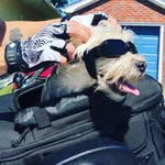 Maximus Baker - @travels_with_maximus - Instagram