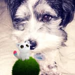 Maximus Ball - @max_da_savage123 - Instagram