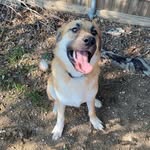 Maximus Ball - @woof.maximus.ball - Instagram