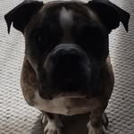Maximus & Bella - @maximus.bella - Instagram
