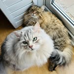 Maximus & Belle - @maximus.and.belle.siberians - Instagram