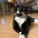 Maximus Bell (max) - @fancy_to_the_max - Instagram