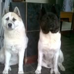 Maximus&Bellaboo - @maximusbellaboo - Instagram