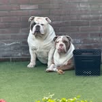 Natascha bomhof - @maximus_belle - Instagram