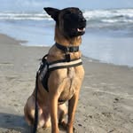 Maximus.berger.malinois - @maximus.berger.malinois - Instagram