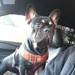 Maximus Berry - @frenchie_to_the_maximus - Instagram