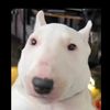 BlakeMaximus - @blakemaximus - TikTok