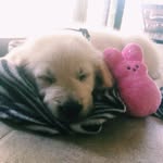 maximus brady - @maximusthegoldenpup - Instagram