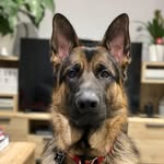 Maximus - @maximus_brownicus - Instagram