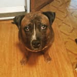 maximus brown - @max_the_doggo2007 - Instagram