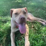 Maximus brown - @maximus_thepitbull11 - Instagram