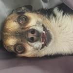 Señor maximus - @maximus_brownus - Instagram