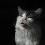 Maximus Moo Campos - @thenamesmaxi - Instagram