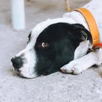 Maximus - @maxi.muscastro - Instagram