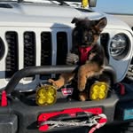 Maximus Castro - @maximustheshepherd_gladiator - Instagram