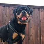 Maximus Castro - @maxtherottiecastro - Instagram
