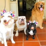 Juliana Melo - @maximus.chanel.pankeka.tayson - Instagram
