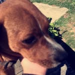 Maximus - @maximus_chance - Instagram