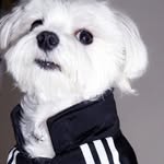 maximus channel - @maximuschannel - Instagram