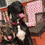Maximus & Cole - @greatdane_germanshepard_boys - Instagram