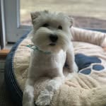 Maximus Cole Granger 🐶 - @maximusthems - Instagram