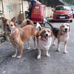 Maximus 🐶 | Cooper 🐶 | Henry 🐶 - @macoopenry - Instagram