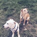 Maximus & Cooper - @maxandcooper - Instagram