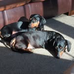 Maximus & Cooper - @doxie.bros - Instagram