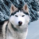 Maximus Cooper - @maximus_the_huskie - Instagram