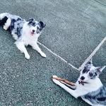 💙🐾Maximus🐾💙🐾Cooper🐾💙 - @maxandcooperadventures - Instagram