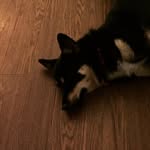 Maximus - @maximus_crossley_wright - Instagram
