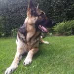 Maximus Cross - @maximus_thegermansheperd - Instagram