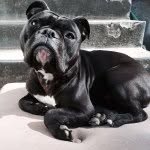 Brutus Maximus Davis - @brutus_the_olde_english - Instagram