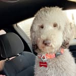 Maximus Davis - @maximus_the_poodle - Instagram