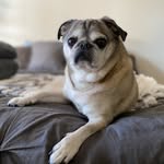 Maximus T. Pug Bowman-Davis - @maximusthepug - Instagram