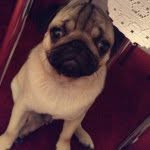 Maximus Dillon - @maximus_the_pug_ - Instagram