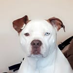 maximuss🐶 - @maximusdurandt - Instagram