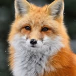 Максим Репин - @maximusfox6 - Instagram