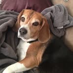 Maximus Fox - Facebook