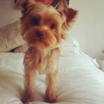 @maximus_foxagram - Instagram
