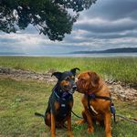 Maximus and Frank - @maximus.and.frank - Instagram