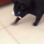 Maximus Frank - Facebook