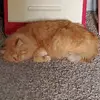 Maximus_Frederick_Bob - @maximus_frederick_bob - TikTok