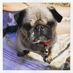 Shamena Fredericks - @maximusfredericks_pug - Instagram