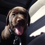 Maximus Decimus Meridius Gray - @maximusdecimusmeridiusgray - Instagram