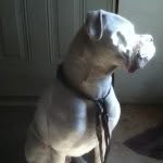 Maximus Gray - @pro_whitmore - Instagram