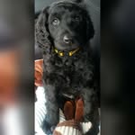 Maximus Gray - @doodlewithmaximus - Instagram