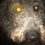 Maximus Gray - @maximus_cane - Instagram